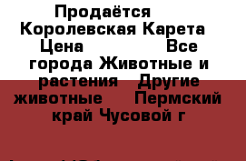 Продаётся!     Королевская Карета › Цена ­ 300 000 - Все города Животные и растения » Другие животные   . Пермский край,Чусовой г.